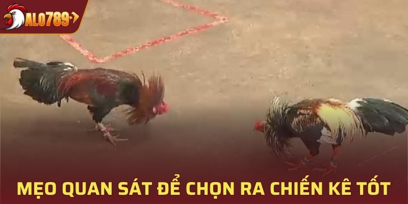 Cần quan sát để chọn được những con gà có tiềm năng tốt 