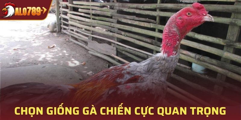 Chọn giống gà đảm bảo quá trình nuôi sẽ tạo ra được chiến kê tốt