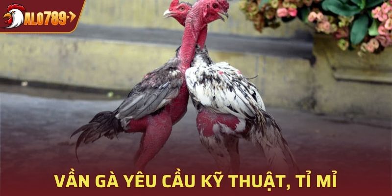 Kỹ thuật vần gà yêu cầu sự tỉ mỉ và kinh nghiệm từ người nuôi