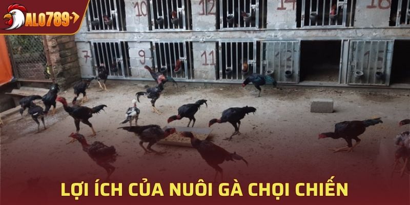 Nuôi gà chọi chiến mang lại nhiều lợi ích cực kỳ tuyệt vời