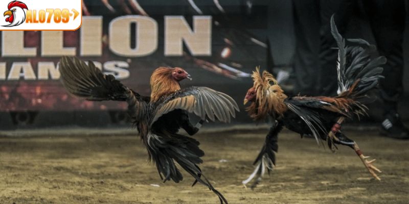 Bí kíp để chinh phục được tất cả trận đấu đá gà CPC1