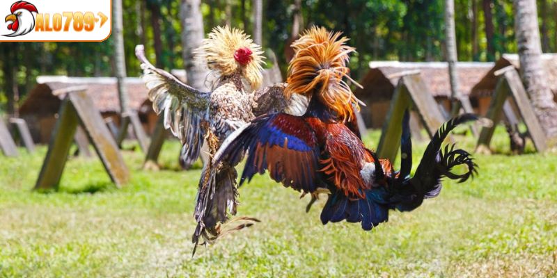 Cách tham gia chọi gà Thomo hiệu quả tại nhà cái ALO789 