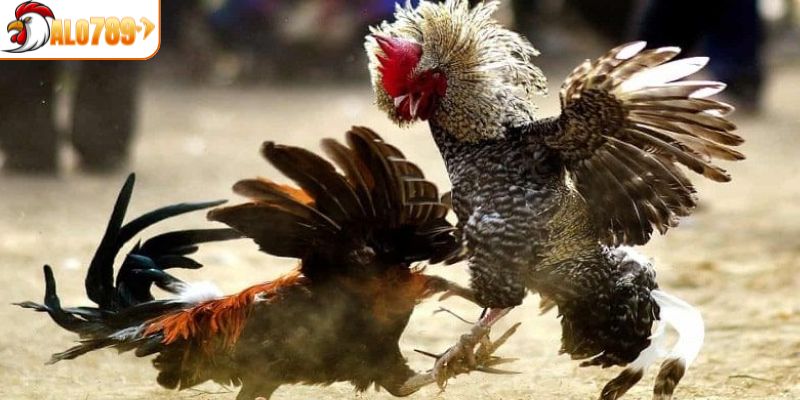 Chi tiết cách để tham gia vào chọi gà CPC1 nhanh nhất