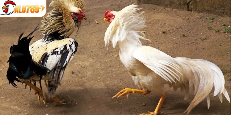 Chiến thuật cần phải áp dụng khi tiến hành vào cược