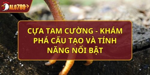 cựa Tam cường