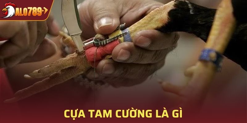 Cựa Tam Cường là gì