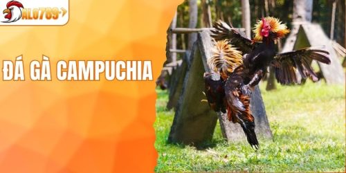 đá gà Campuchia 