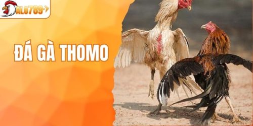 Đá gà Thomo