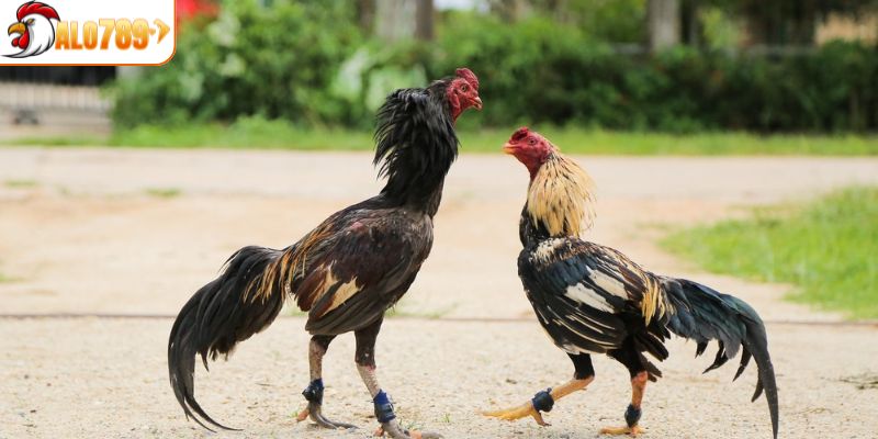 Dễ dàng xem lại tất cả trận đấu chỉ với một cú nhấn