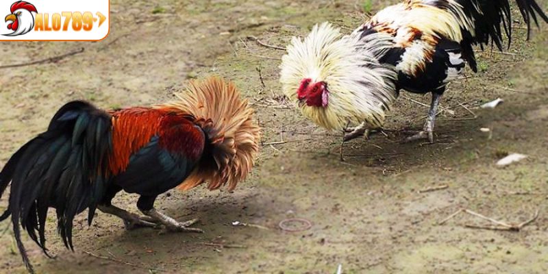 Điểm nhấn đặc biệt trong bộ môn đá gà Thomo 