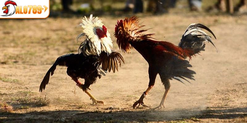 Đôi chút thông tin về loại hình đá gà Thomo độc lạ