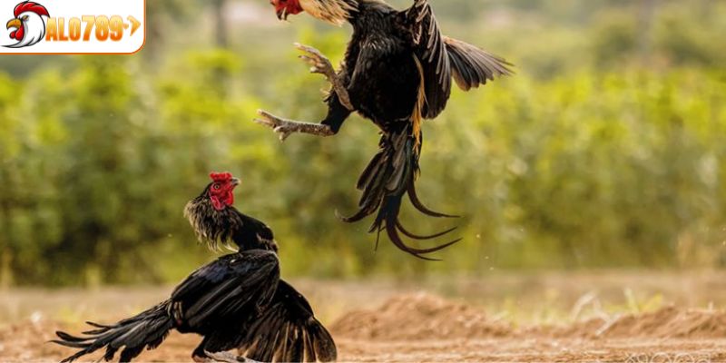 Được đồng hành cùng với các bình luận viên sôi động 
