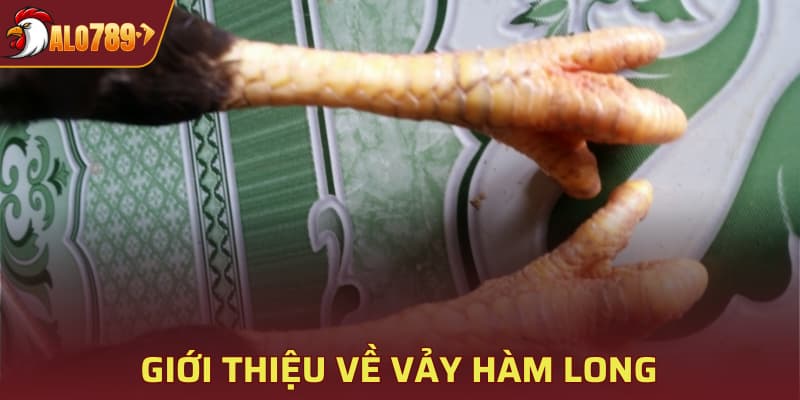 Giới thiệu về vảy Hàm Long