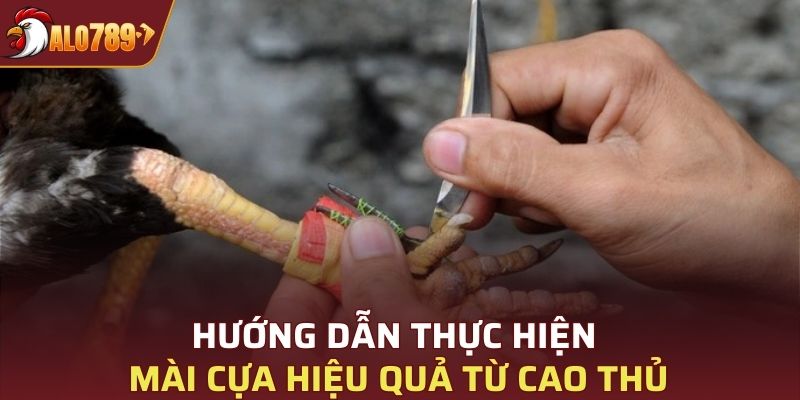 Hướng dẫn thực hiện mài cựa hiệu quả từ cao thủ