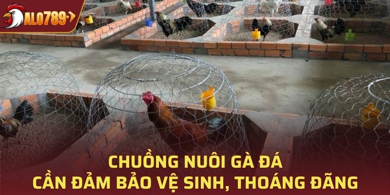 Khu vực chuồng trại gà cần đảm bảo vệ sinh, không gian thoáng đãng