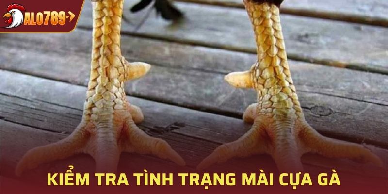 Kiểm tra tình trạng mài cựa gà