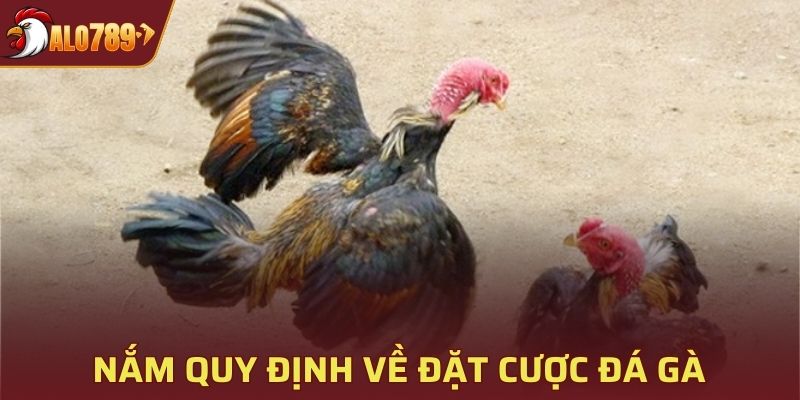 Các quy định về đặt cược đá gà cần phải được nắm rõ 