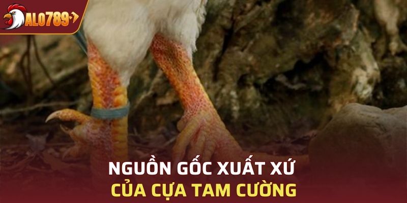 Nguồn gốc xuất xứ của cựa Tam Cường