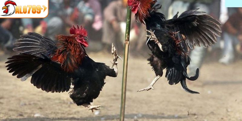 Tìm hiểu một số loại kèo cược phổ biến có tại ALO789 