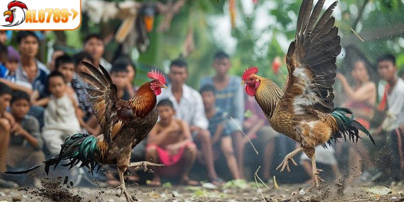 Tổng quan về sân chơi đá gà CPC1