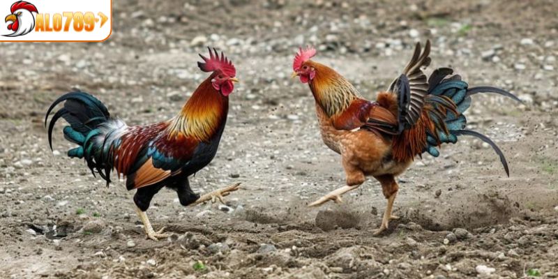 Vài loại hình đá gà CPC1 hot nhất tại ALO789