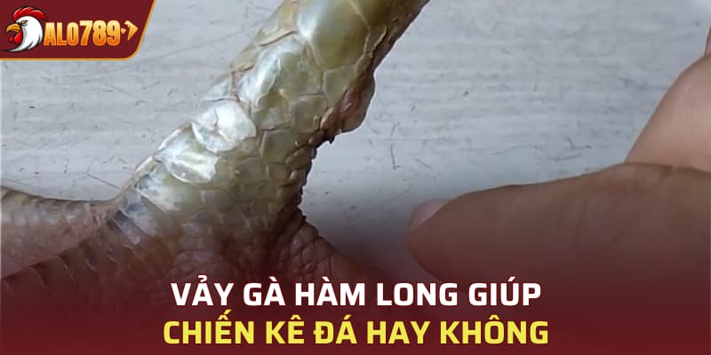 Vảy gà Hàm Long giúp chiến kê đá hay không